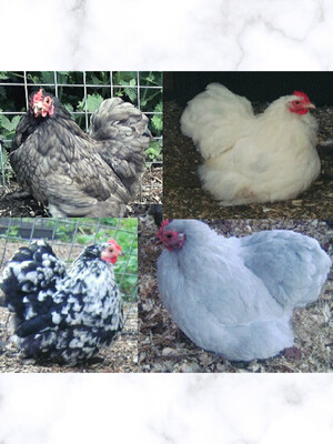 Pekin Hatching Eggs - Mixed Colours (Pack of 6)