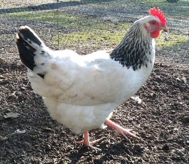 Light Sussex Hatching Eggs (Pack of 6)