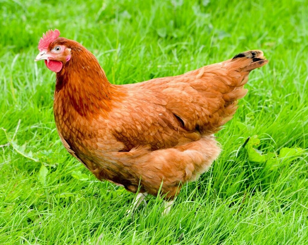 Is A Hen A Chicken
