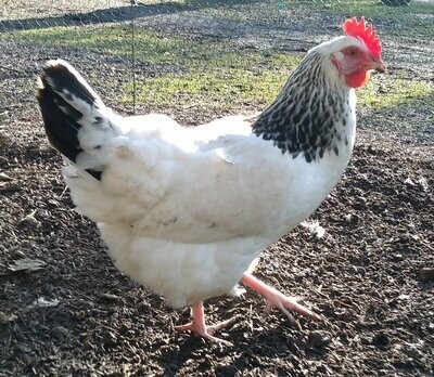 Light Sussex PURE Breed Hen