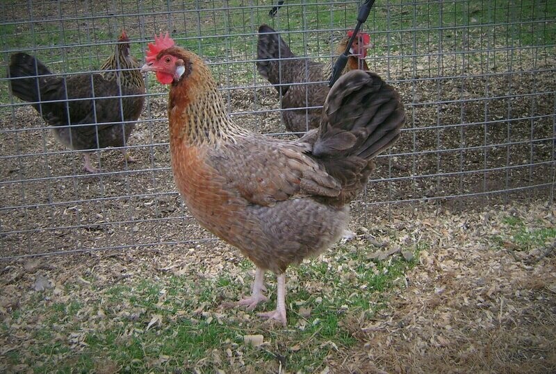 Sapphire Sunset Hatching Eggs (Pack of 6)