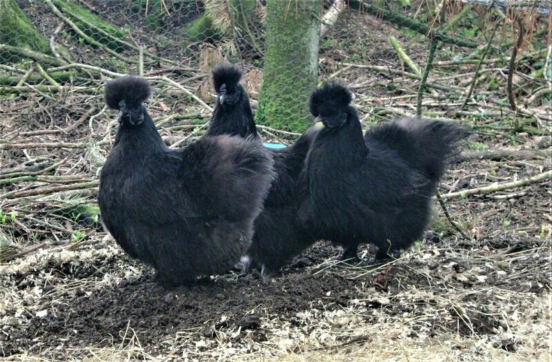 Black Silkie Hatching Eggs (Pack of 6)