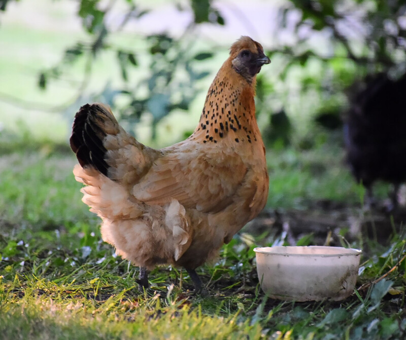 BANTAM Gold Top Hen