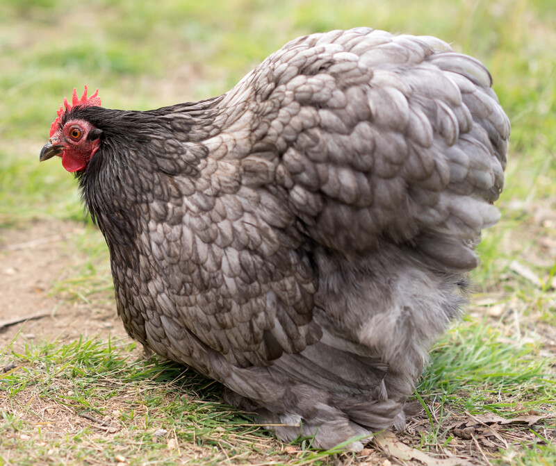 Blue Pekin Hen