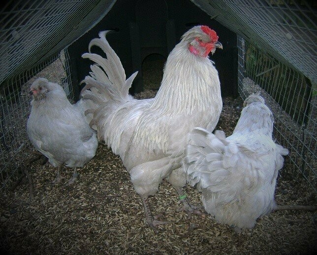 Lavender Araucana Hatching Eggs (Pack of 6)
