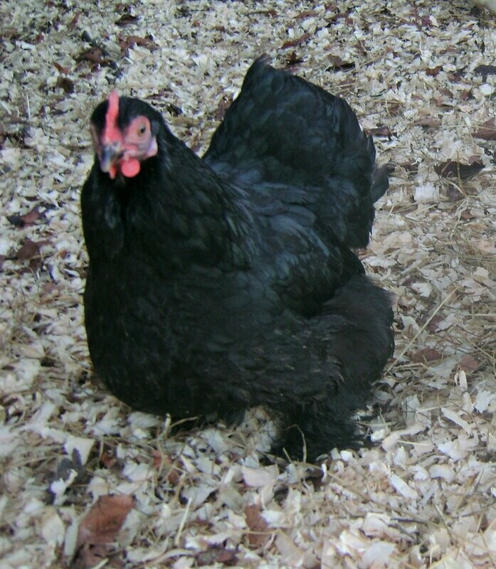 Black Pekin Hen