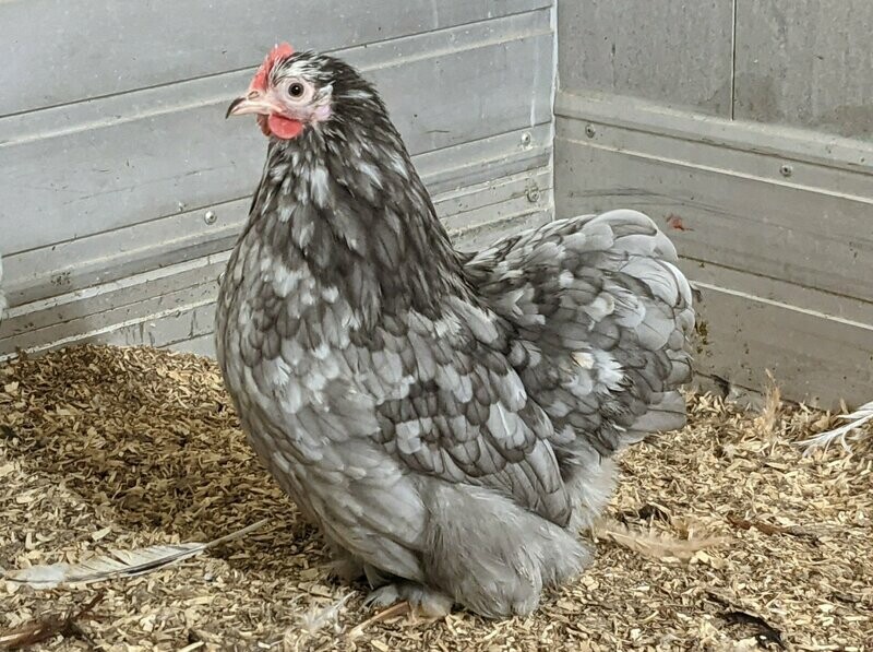 Blue Mottled Pekin Hen