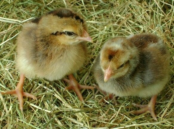 Sapphire Sunset Chick (Female)