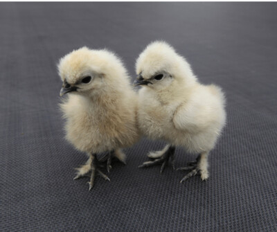 White Silkie Chick (Unsexed)