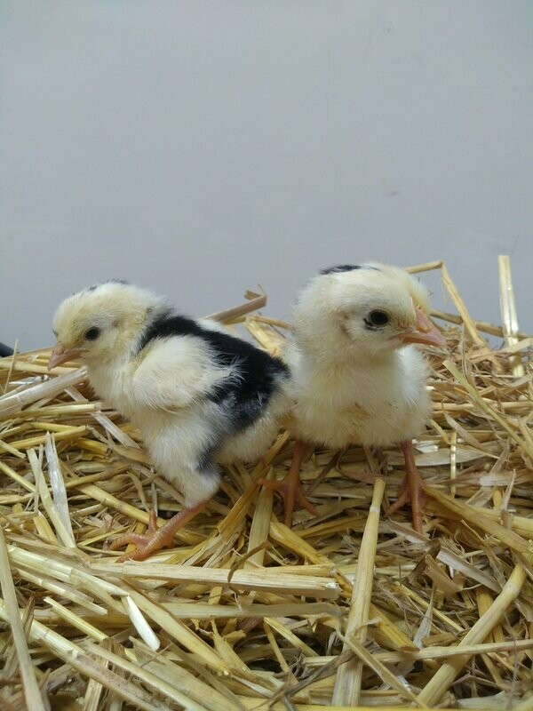 Exchequer Leghorn Chick (Unsexed)