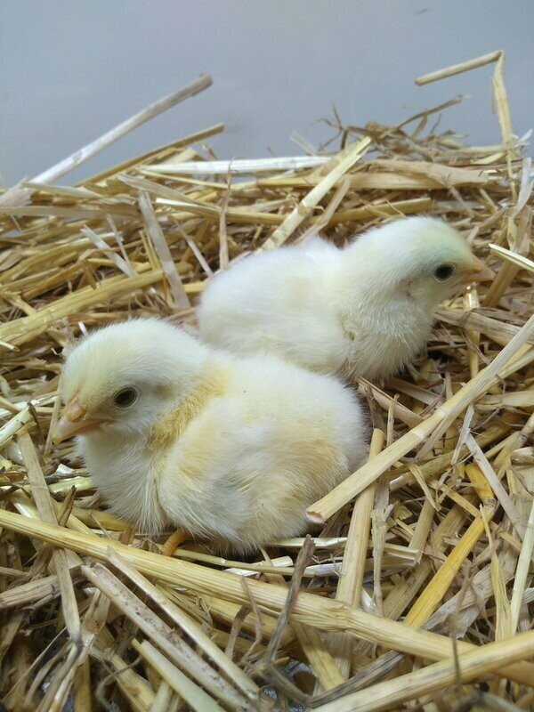 Light Sussex Bantam Chick (Unsexed)