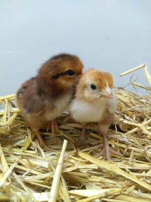 Rhode Island Red Chick (Unsexed)