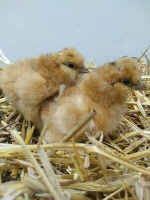Gold Silkie Chick (Unsexed)