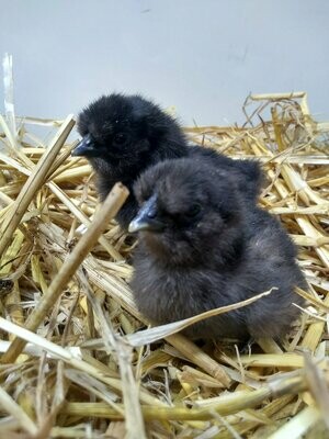 Black Silkie Chick (Unsexed)