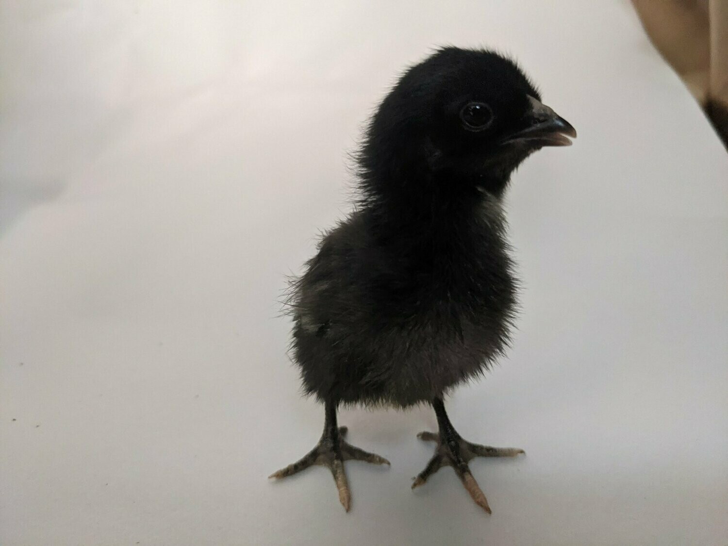 Crested Rock Chick (Unsexed)