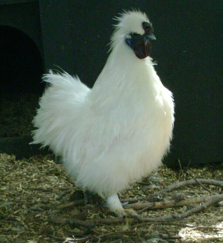 White Silkie Cockerel