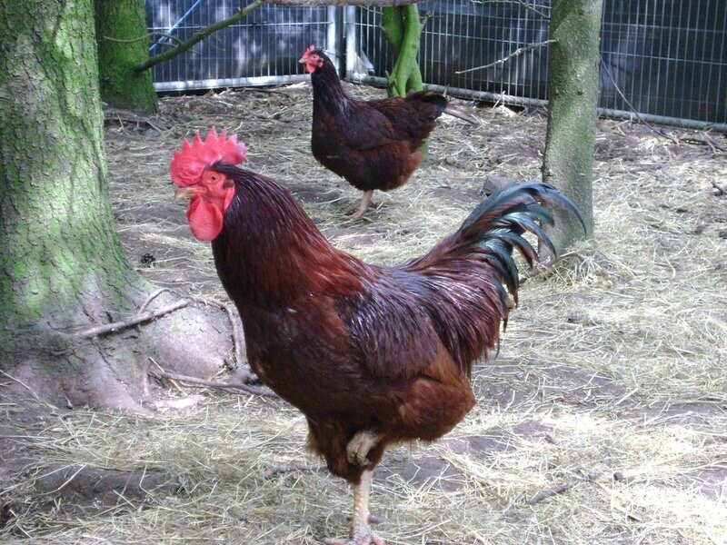 Rhode Island Red Cockerel