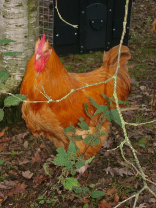 Buff Orpington Cockerel