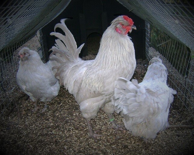 Lavender Araucana Cockerel