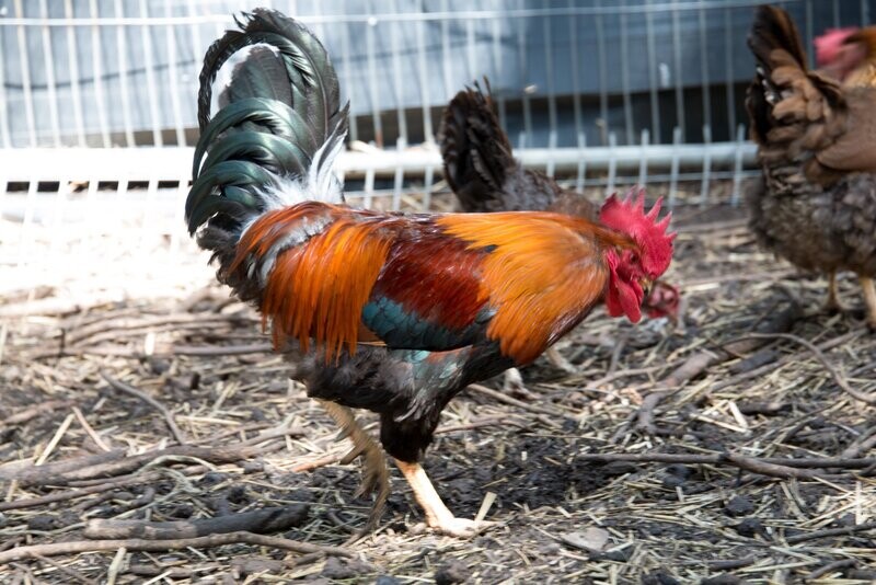 Welsummer Cockerel