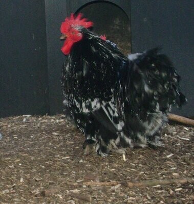 Black Mottled Pekin Cockerel