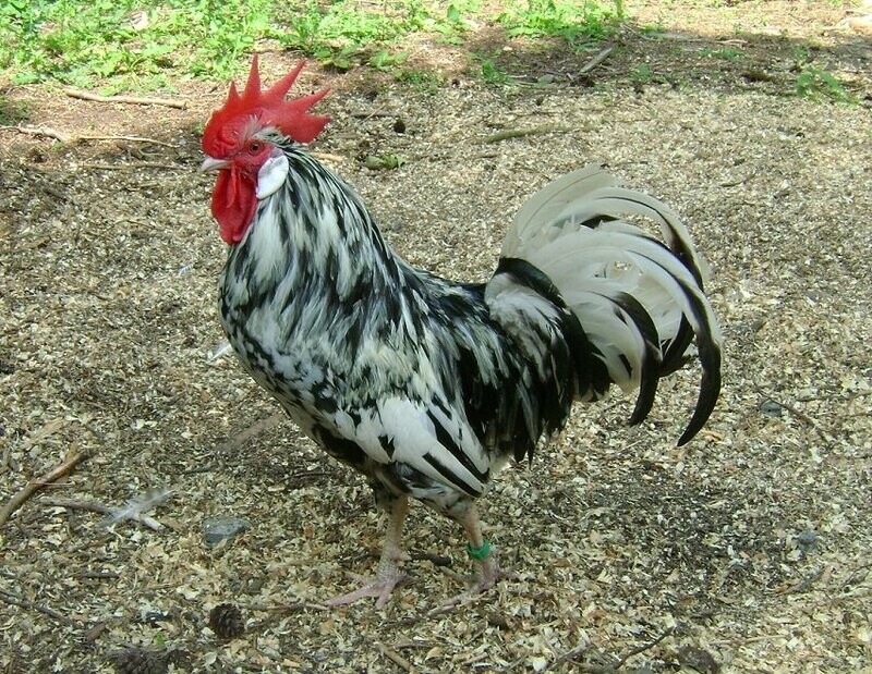 Exchequer Leghorn Cockerel