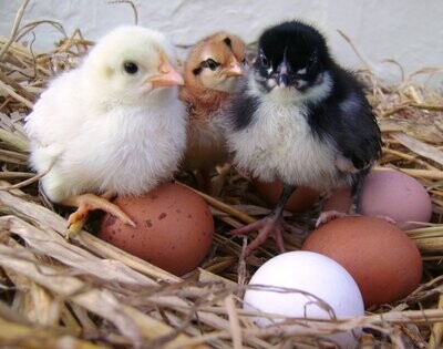 Hatching Eggs