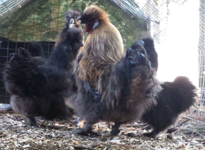 Black Silkie Cockerel
