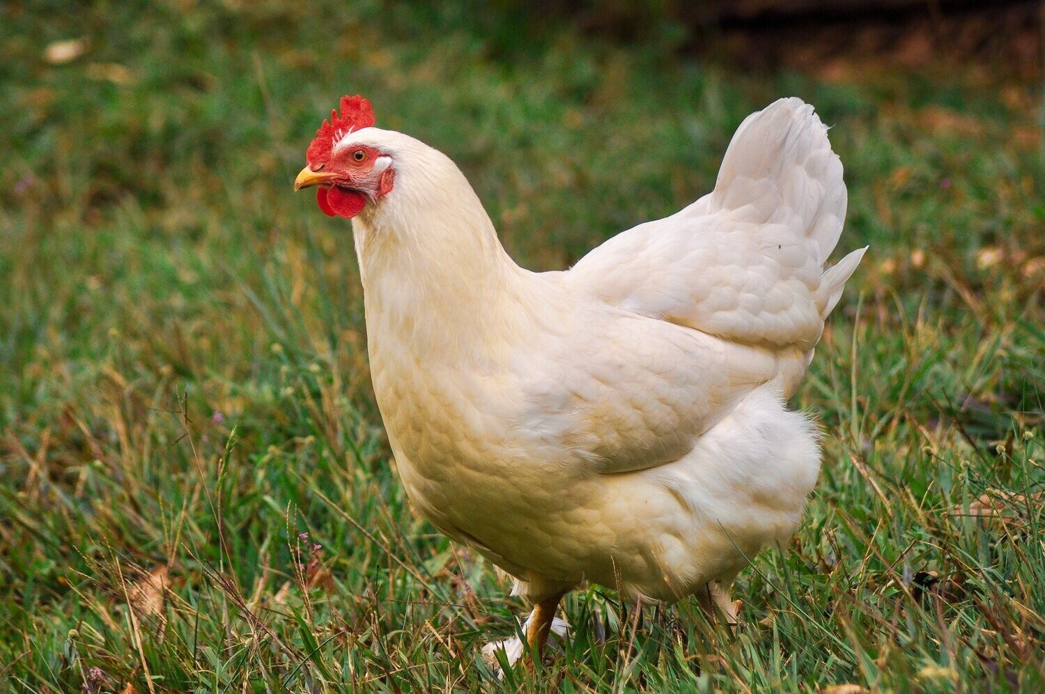 EFSA: alternatives to cages recommended to improve broiler and hen