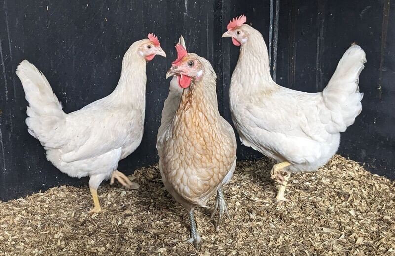 Silver Splash Hen