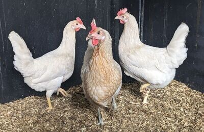 Silver Splash Hen