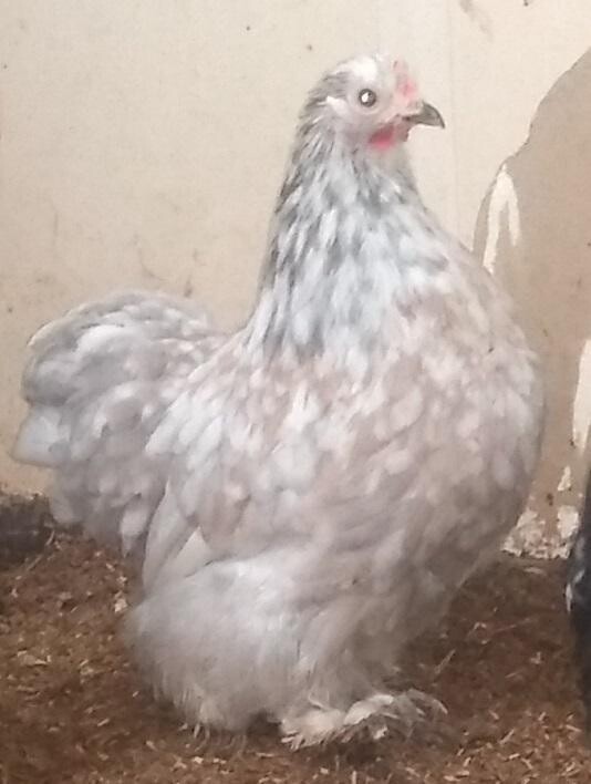 Splash Pekin Hen