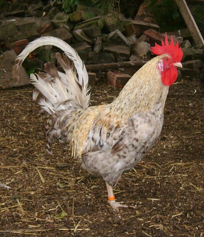 Sapphire Sunset Cockerel