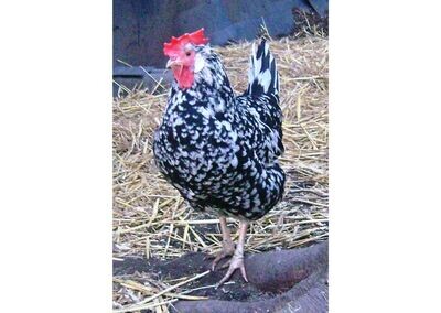 Exchequer Leghorn Hatching Eggs (Pack of 6)