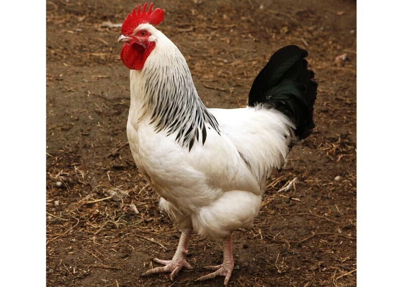 Light Sussex Cockerel