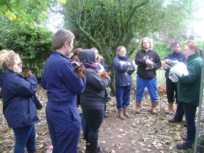Keeping Chickens for Beginners Course: 12th May 2024