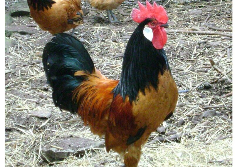 Vorwerk Cockerel
