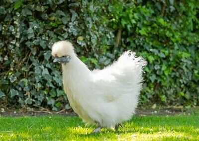 White Silkie Hatching Eggs (Pack of 6)