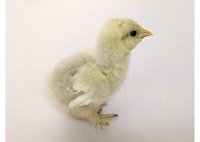 White Pekin Chick (Unsexed)