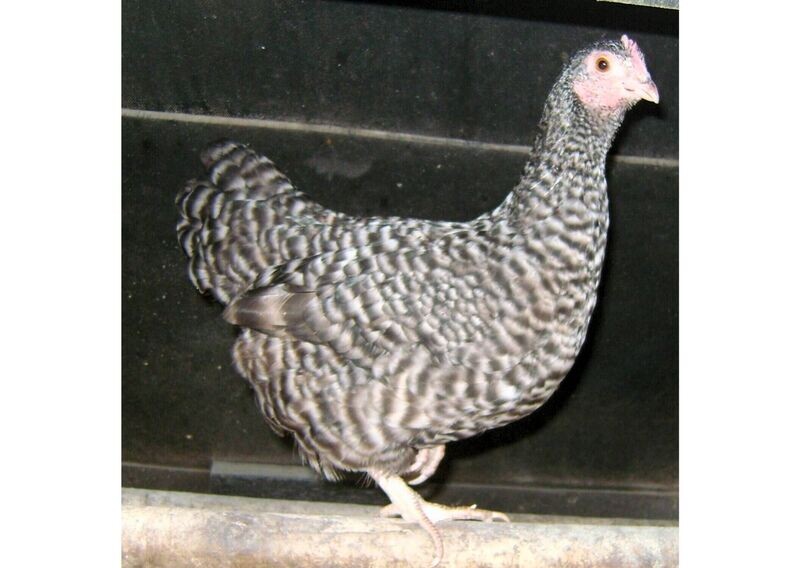 Cuckoo Maran Bantam Hatching Eggs (Pack of 6)