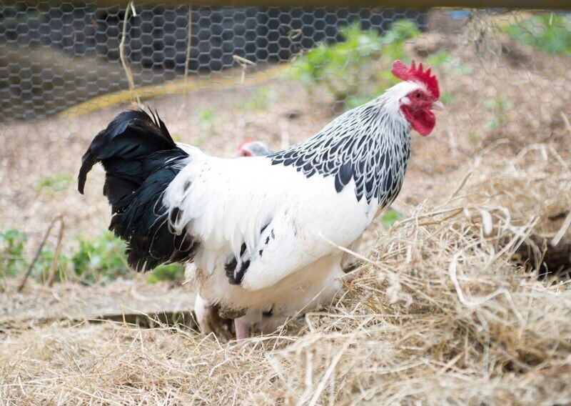 Light Sussex Bantam Cockerel