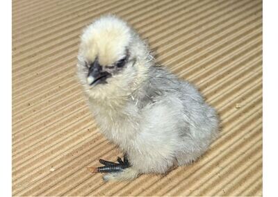 Lavender Silkie Chick (Unsexed)