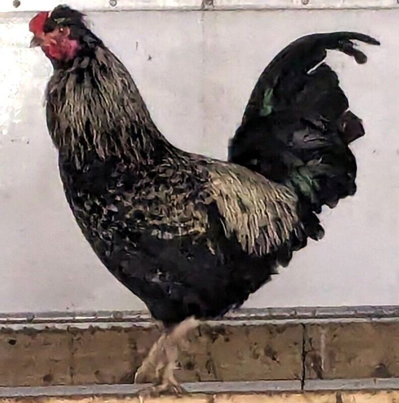 Crested Rock Cockerel