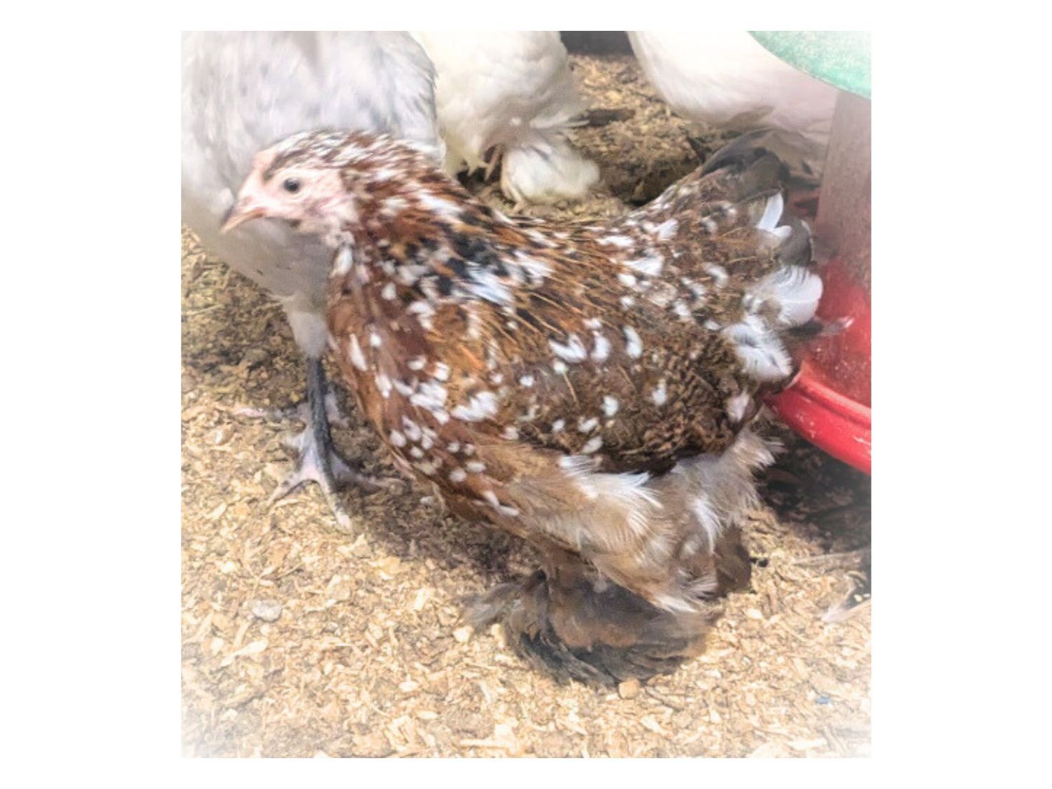 Millefleur Pekin Hen Millefleur Pekin Hen