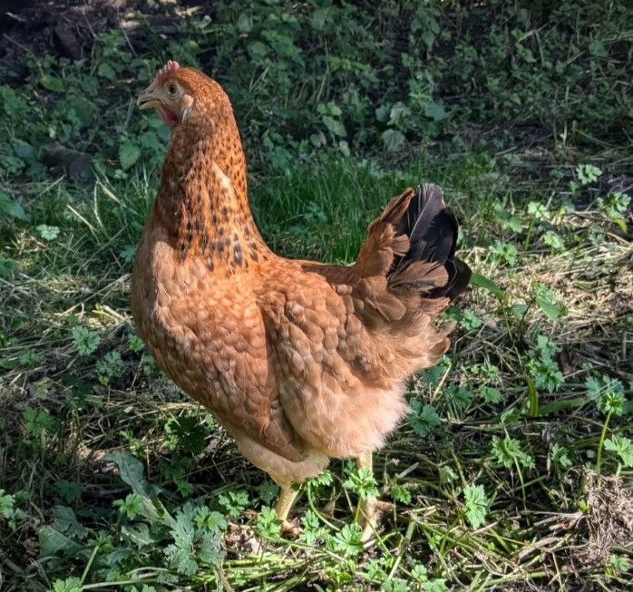 Buff Barred Hen