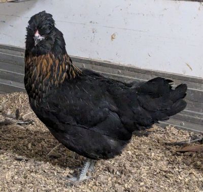 Crested Rock Hen