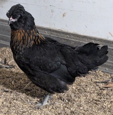 Crested Rock Hatching Eggs (Pack of 6)