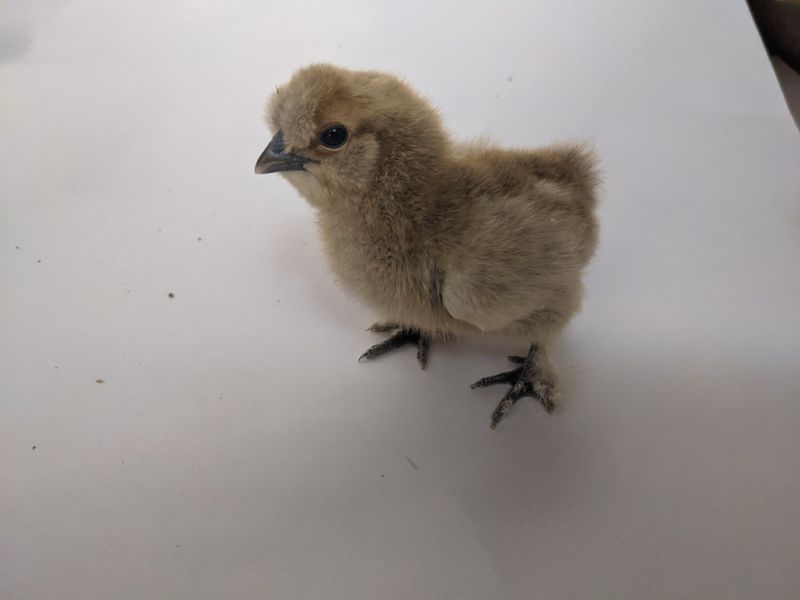 Partridge Silkie Chick (Unsexed)