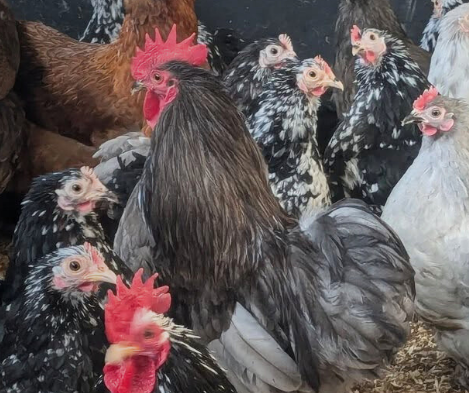 Blue Pekin Cockerel