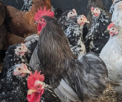 Blue Pekin Cockerel